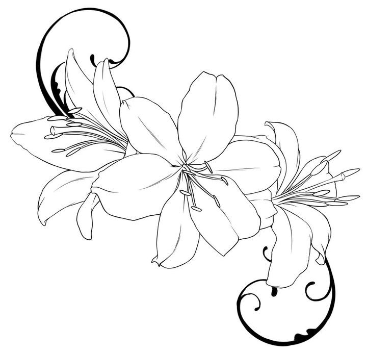 Lily coloring pages