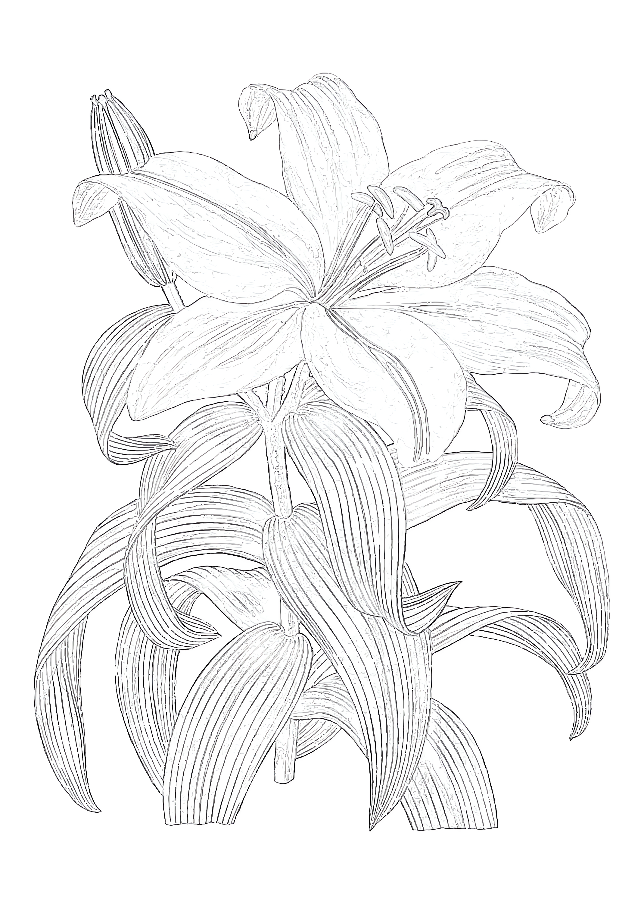 Lily coloring page