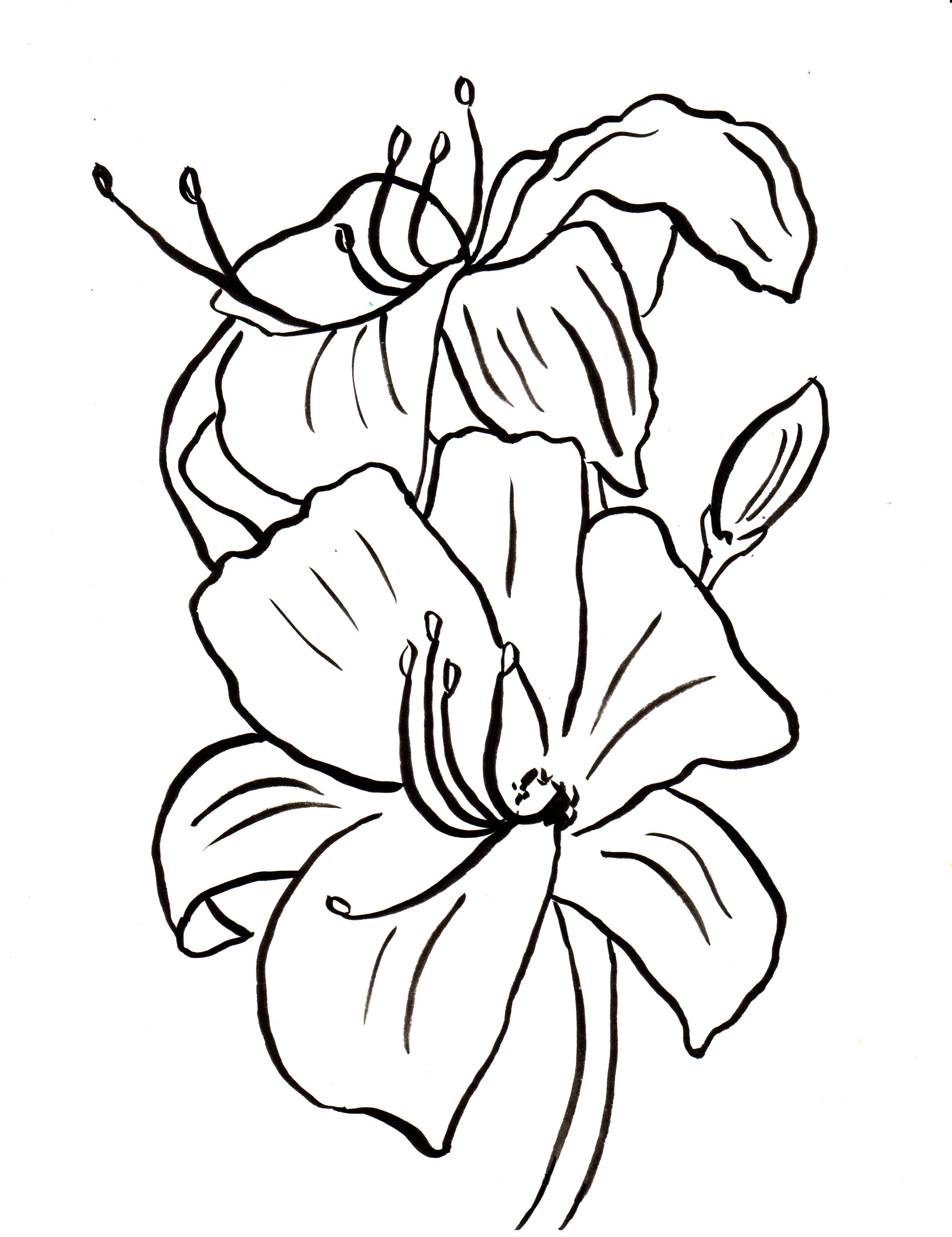 Lily coloring page