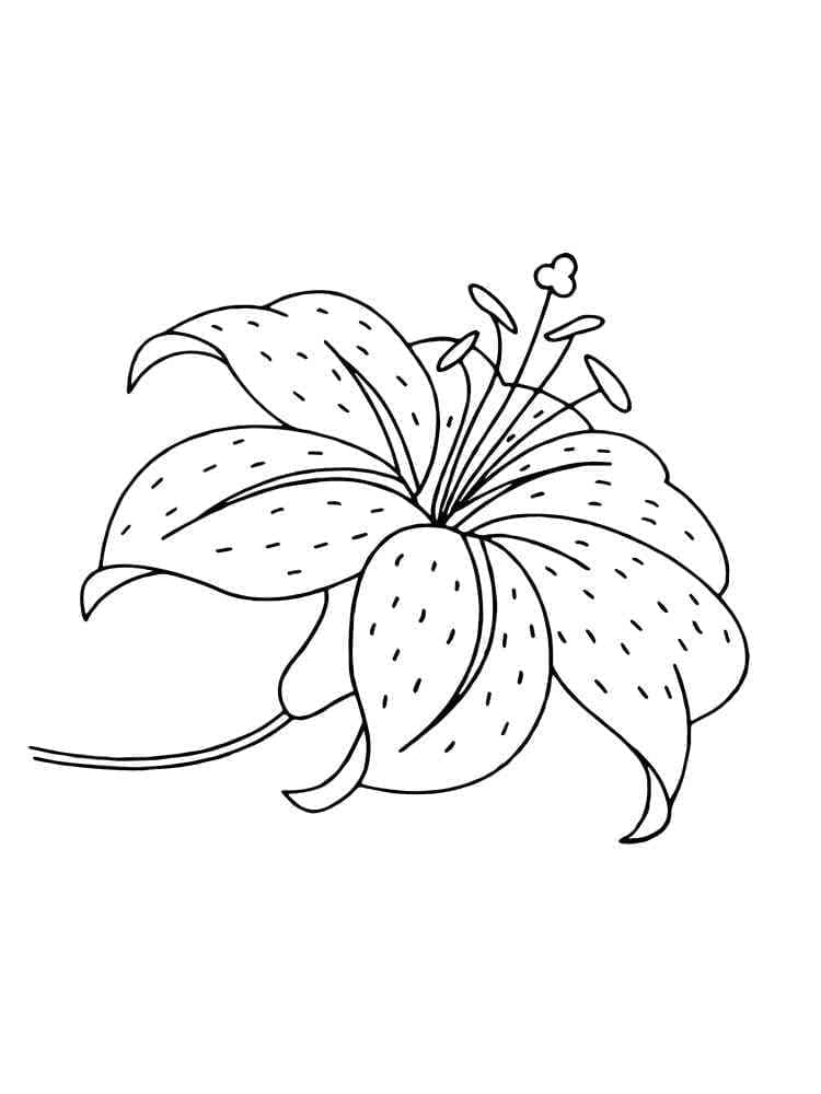 Free printable lily flower coloring page