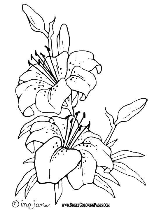 Online coloring pages coloring tiger lilies coloring