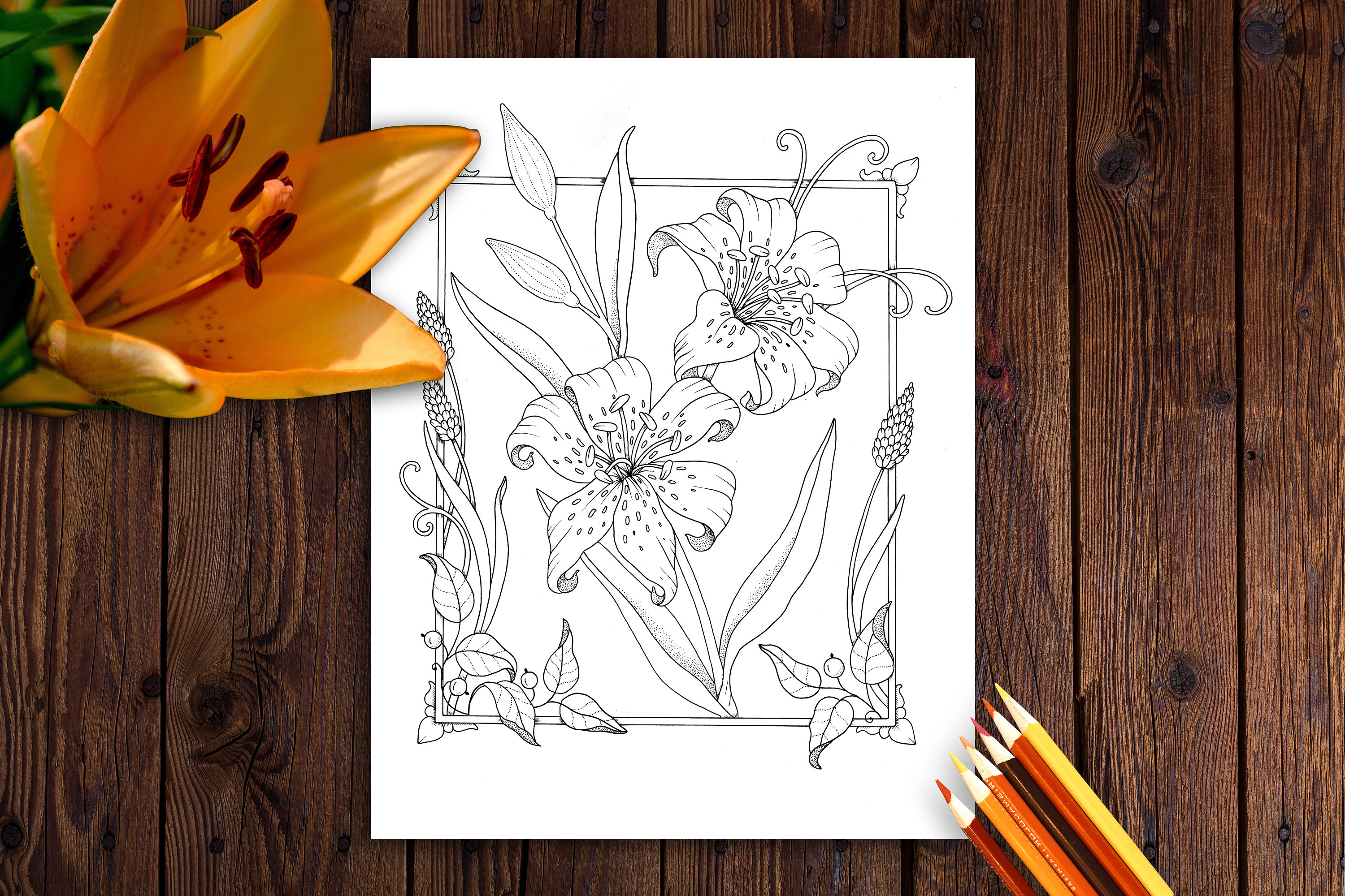 Buy tiger lily coloring page online in india