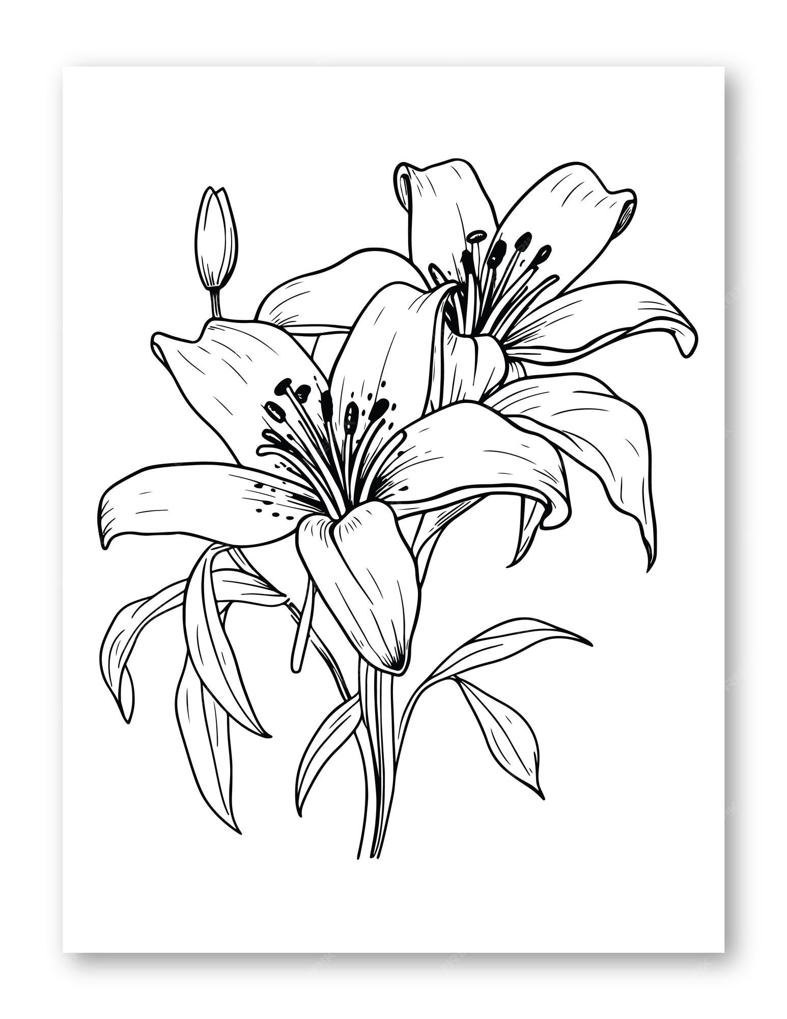 Premium vector lily flower illustration for coloring page