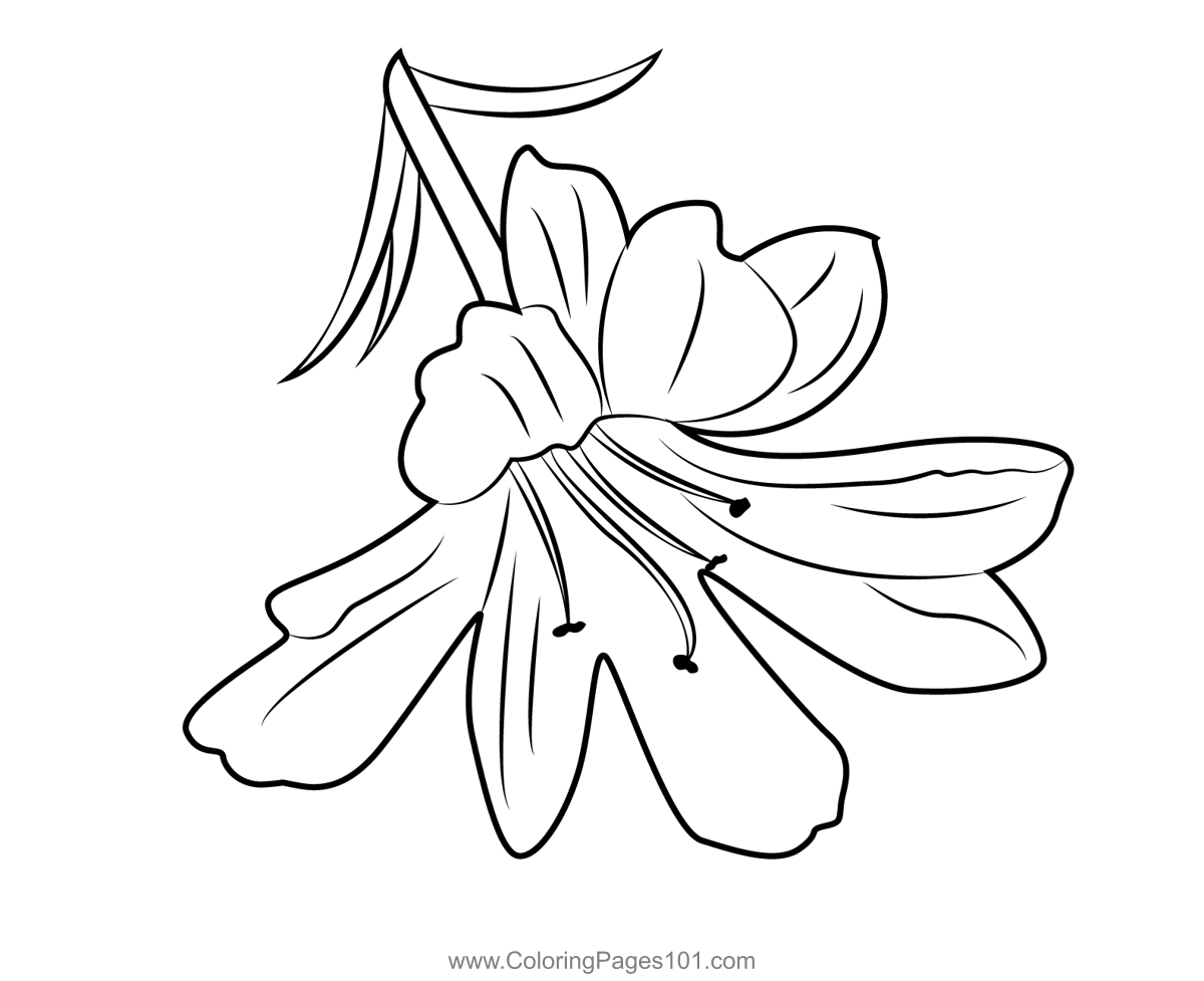 Tiger lily flower coloring page for kids