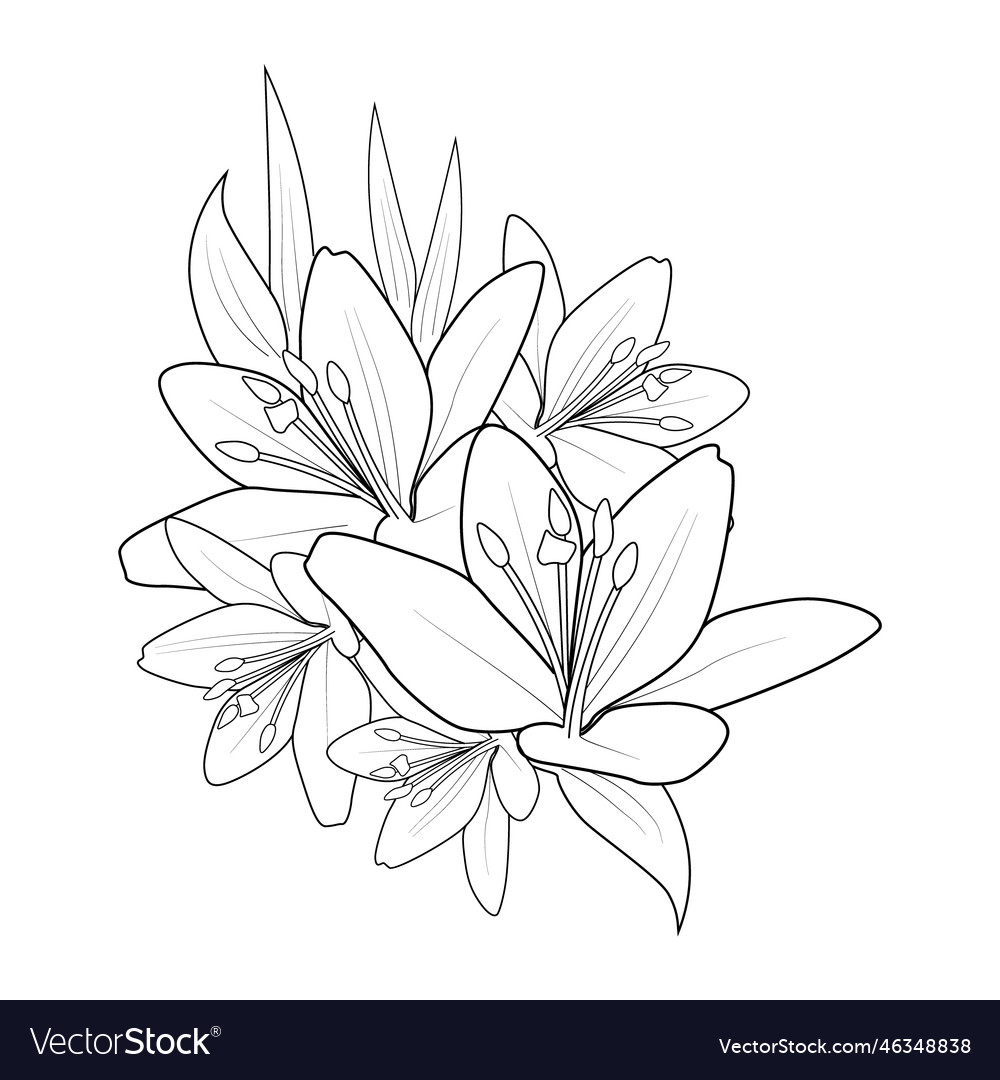 Lily coloring pages tiger royalty free vector image