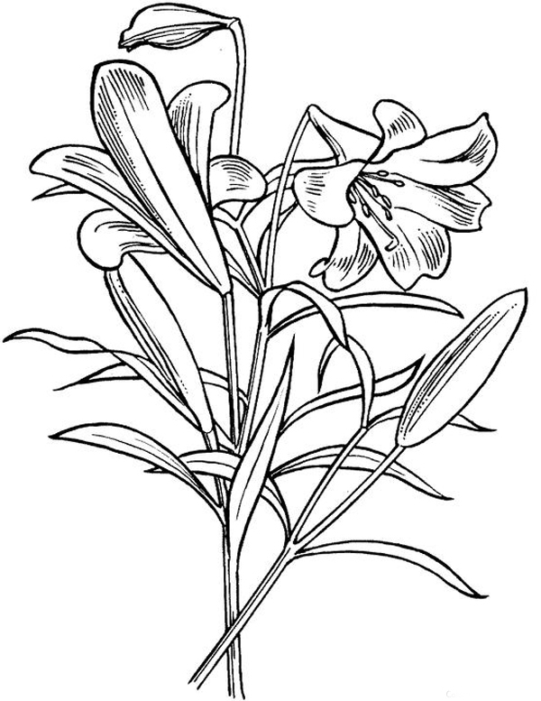 Lily coloring pages