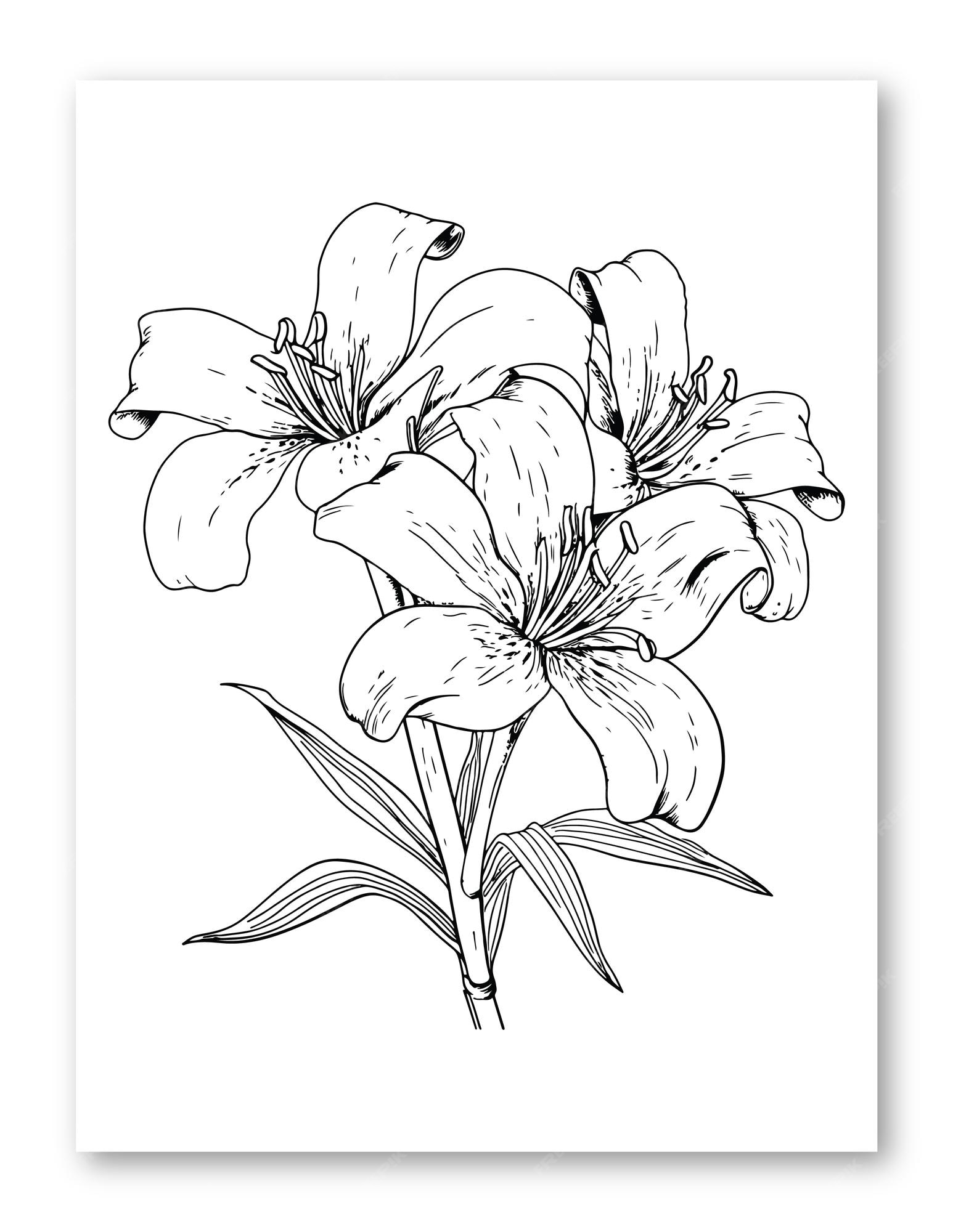 Premium vector lily flower illustration for coloring page