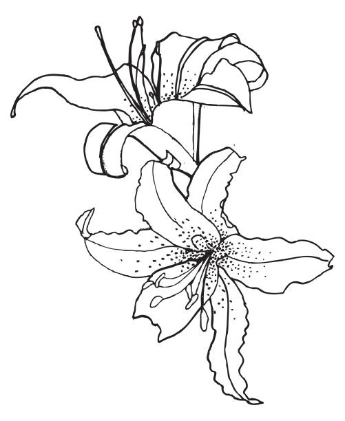 Pen ink tiger lilies stock illustration