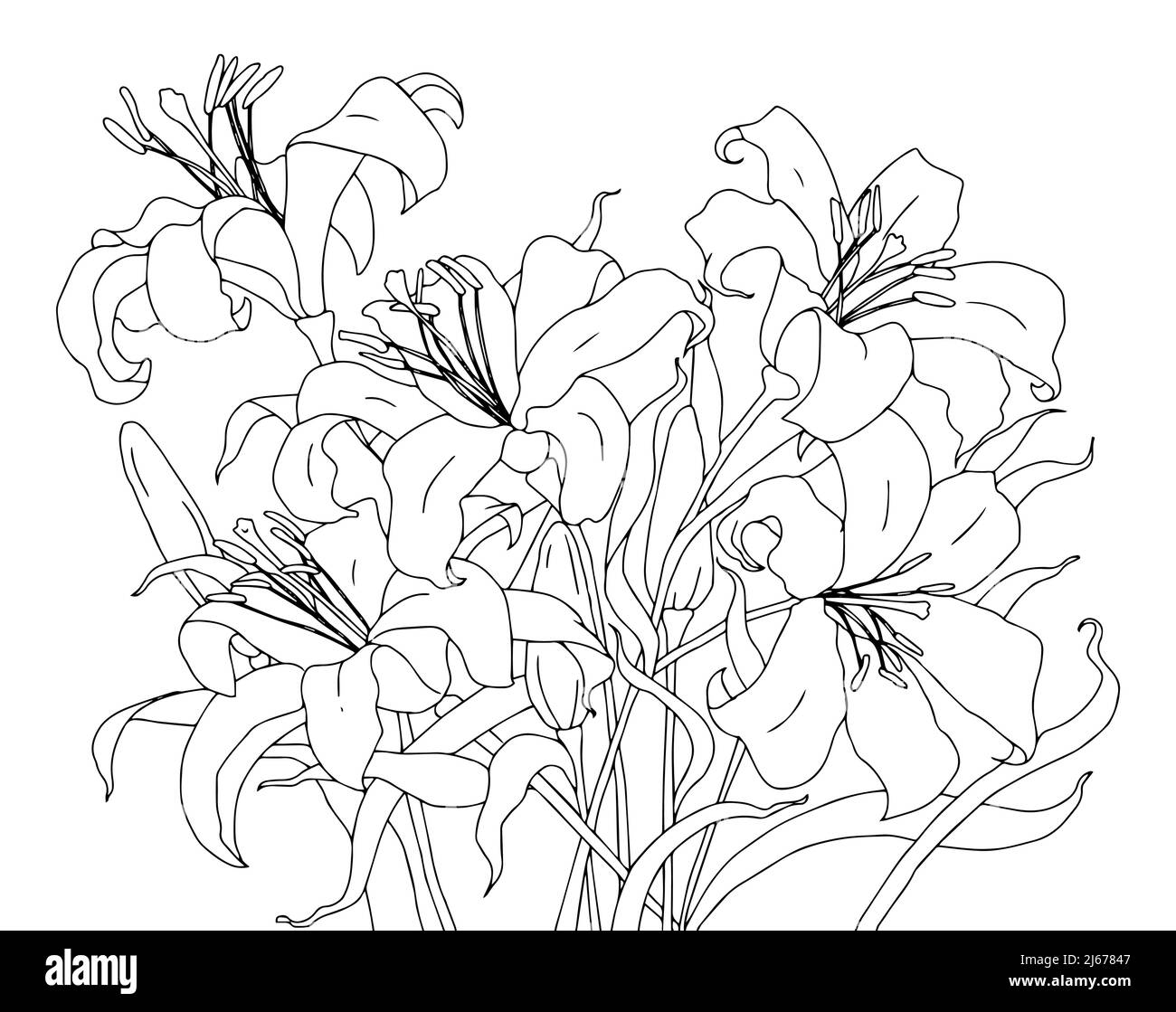 Black and white hand drawn outline vector coloring book page for adults and children flowers lilies lilium with thorns and leaves stock vector image art