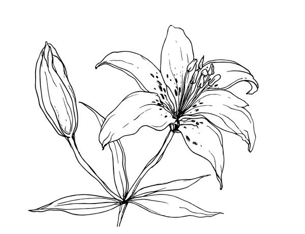 Black white tiger lily royalty