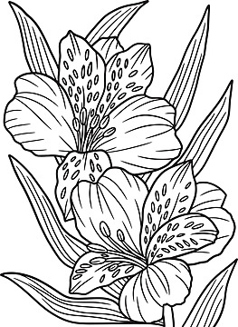 Lilies flowers coloring book png transparent images free download vector files