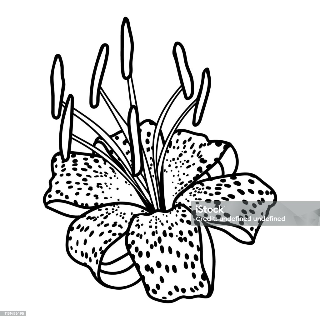 Vector line art of blooming tiger lily black isolated on white stock illustration