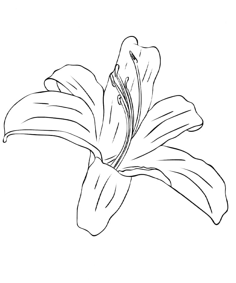 Lily flower image coloring page