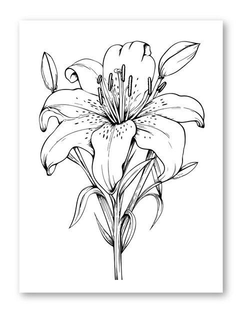 Premium vector lily flower illustration for coloring page