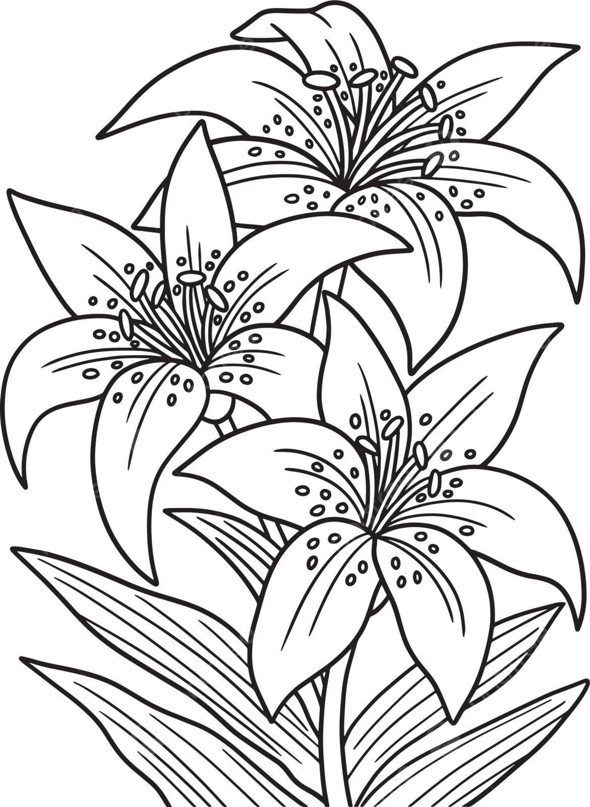 Lilies flower coloring page for adults flower graphic line vector flower graphic line png and vector with transparent background for free download