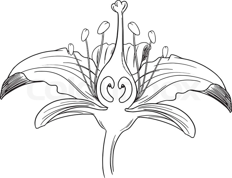 Tiger lily flower outline stock vector