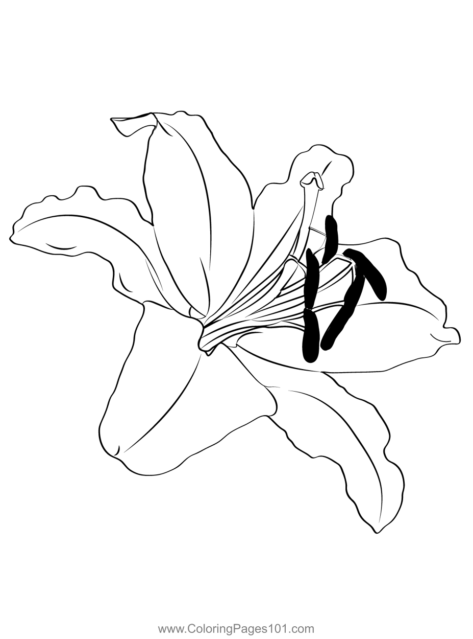 Oriental lily coloring page for kids