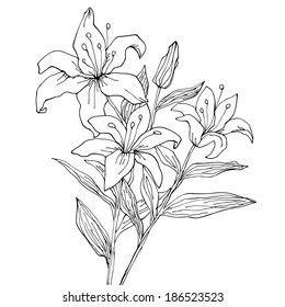 Tiger lily drawing images stock photos d objects vectors