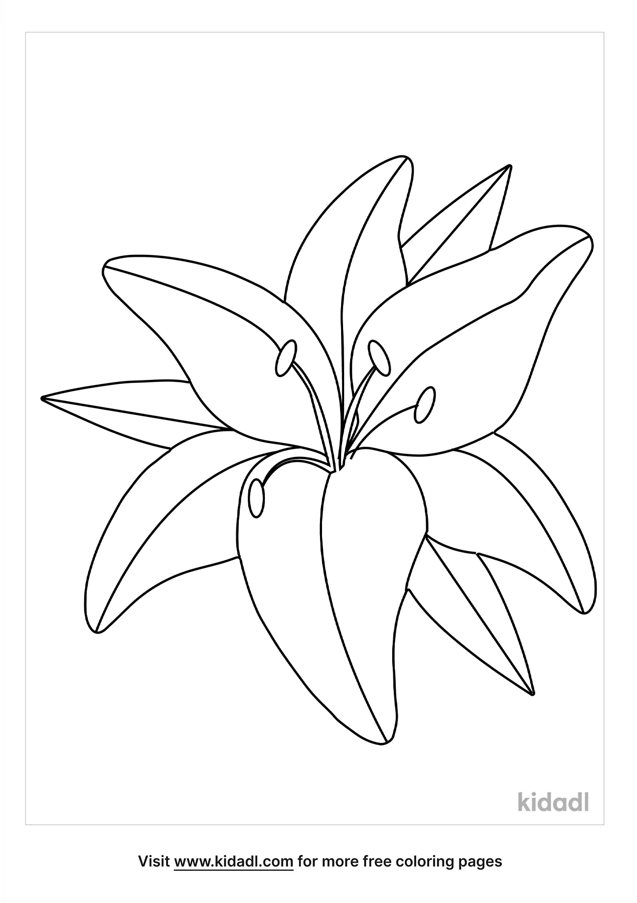 Free tiger lily coloring page coloring page printables