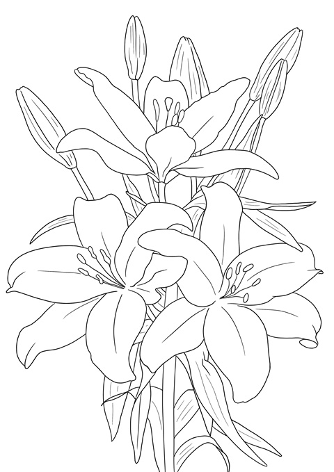 Flower coloring pages bundle