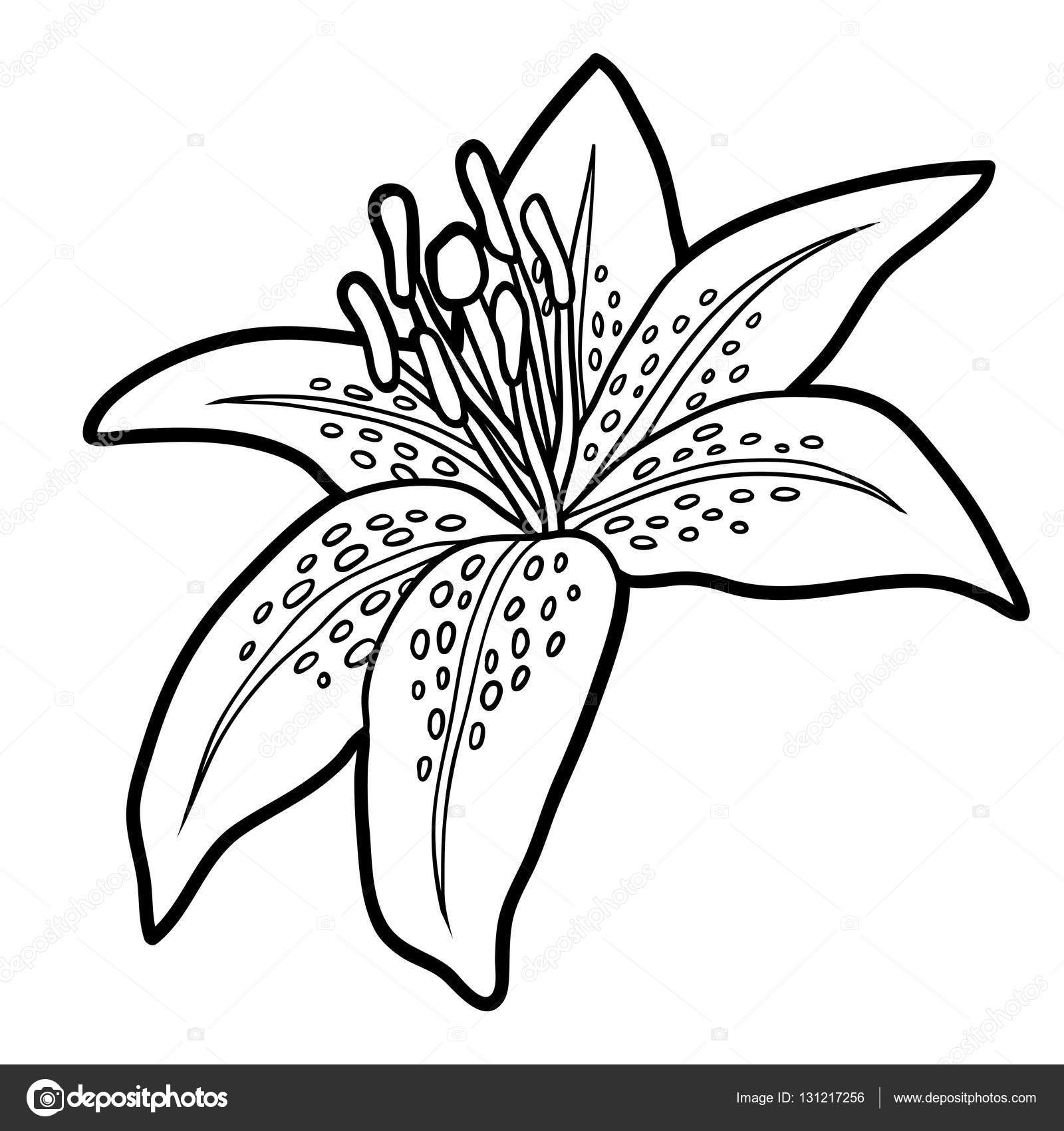 Coloring book flower lily stock vector by ksenyasavva