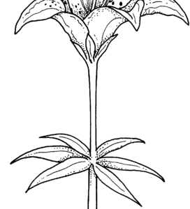 Lilies coloring pages printable for free download