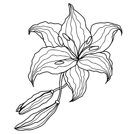 Black and white tiger lily stock illustrations cliparts and royalty free black and white tiger lily vectors