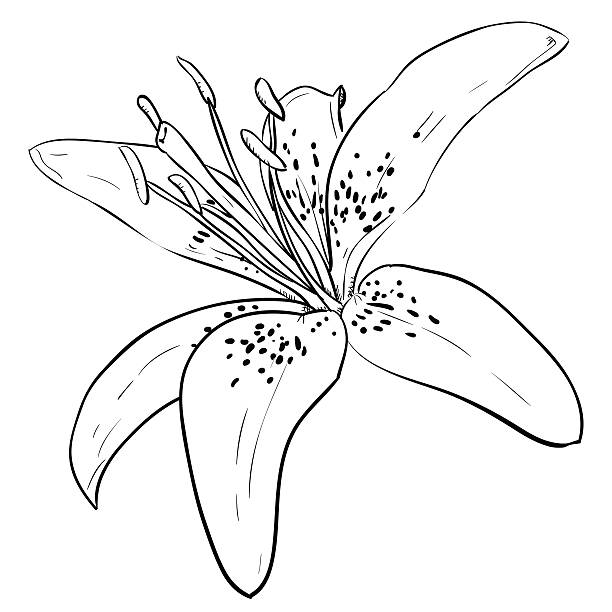 Vector sketch of flower stock illustration