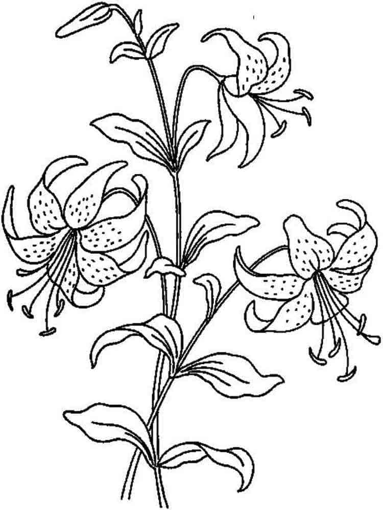 Free printable lilies coloring page