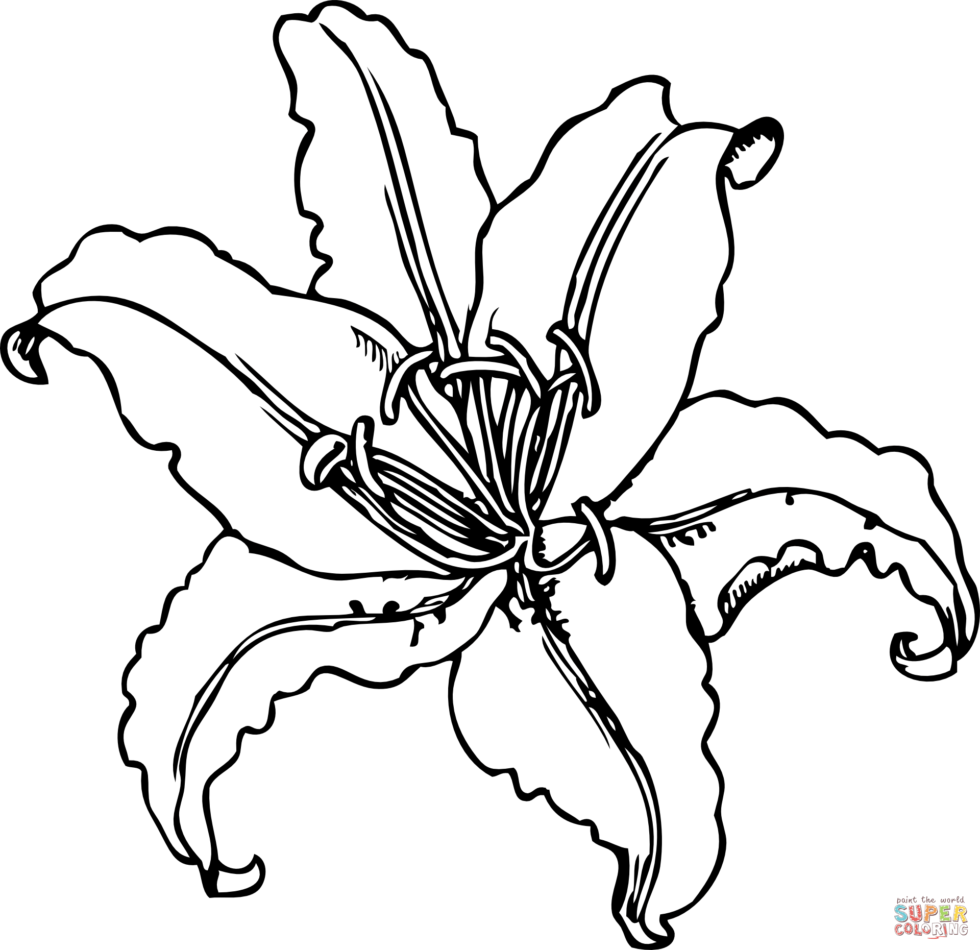 Tiger lily coloring page free printable coloring pages