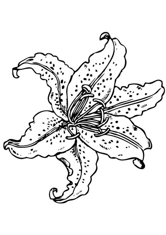 Coloring page lily