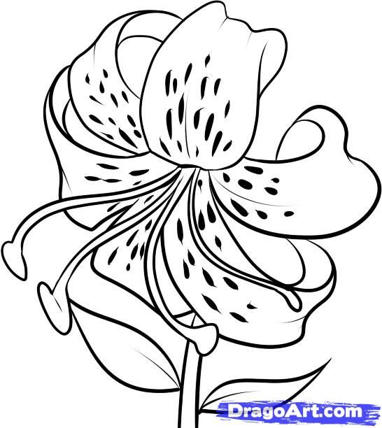 How to draw a tiger lily step by step drawing guide by dawn lilies drawing flower drawing plant drawing