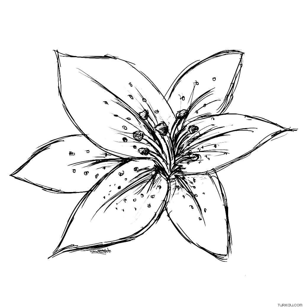 Tiger lily coloring page