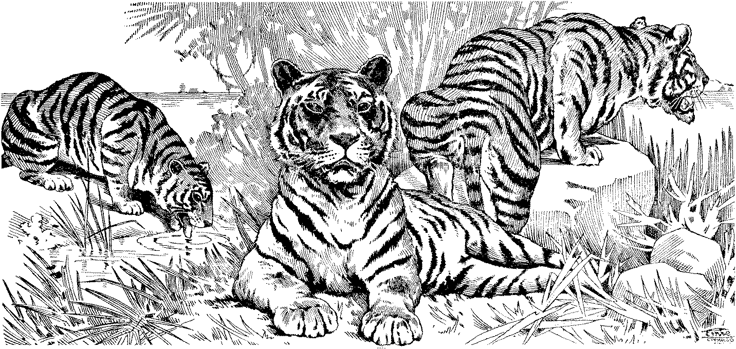 Free tiger coloring pages