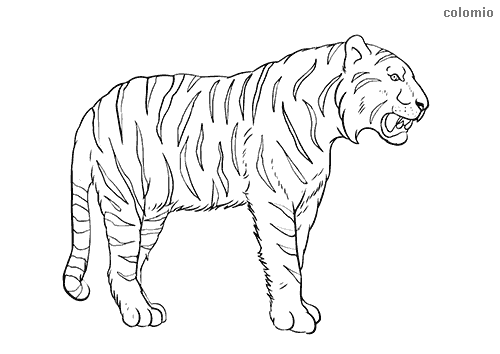 Tigers coloring pages free printable tiger coloring sheets