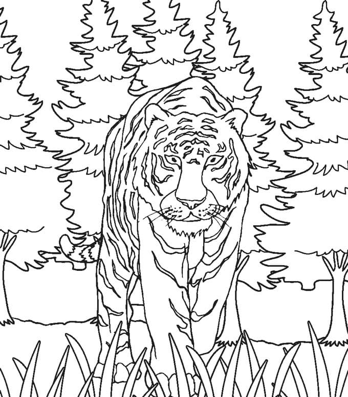 Wild tiger printable coloring page