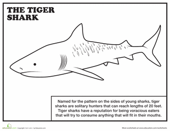 Tiger shark worksheet education shark coloring pages tiger shark shark facts