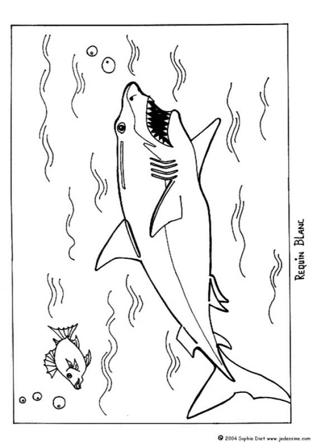 Great white shark coloring pages