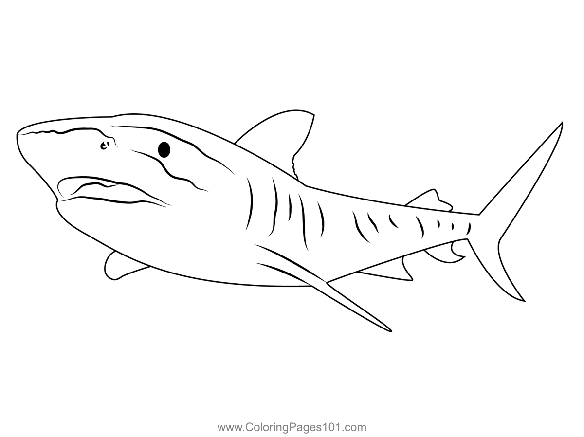 Tiger shark great barrier coloring page for kids