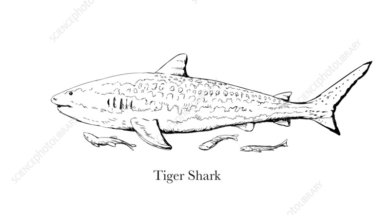 Tiger shark illustration