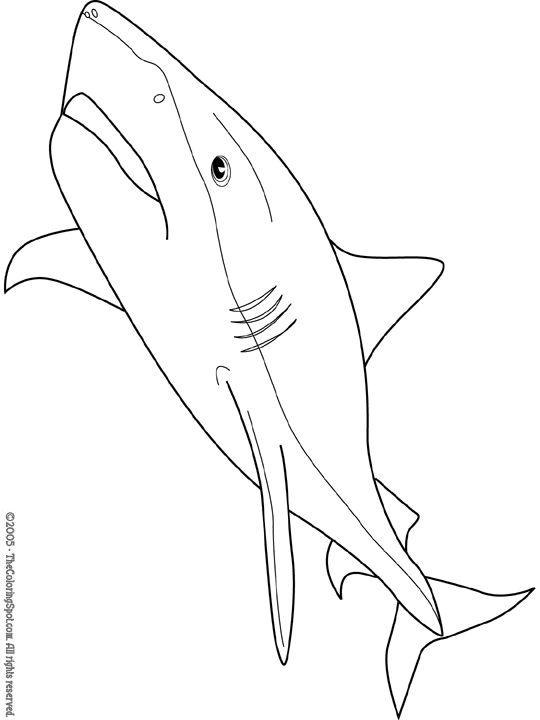 Tiger shark coloring page audio stories for kids free coloring pages colouring printables