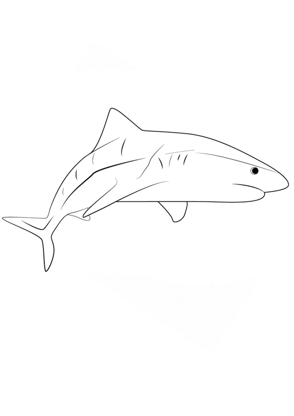 Coloring pages printable tiger shark coloring pages for kids