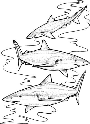 Three tiger sharks coloring page free printable coloring pages shark coloring pages coloring pages free printable coloring pages