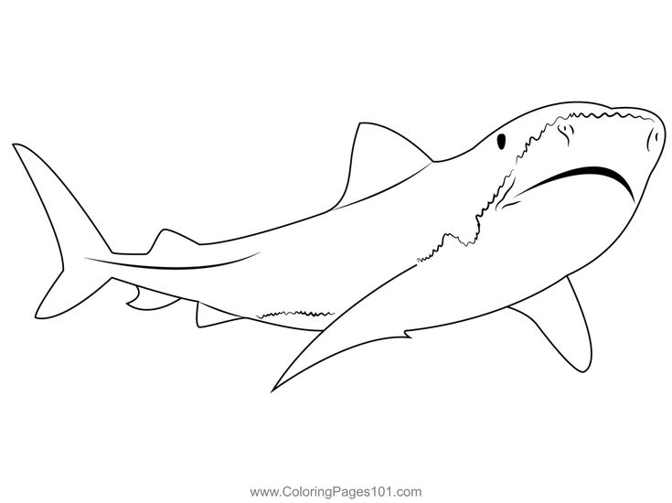 Tiger shark coloring page shark coloring pages shark coloring pages