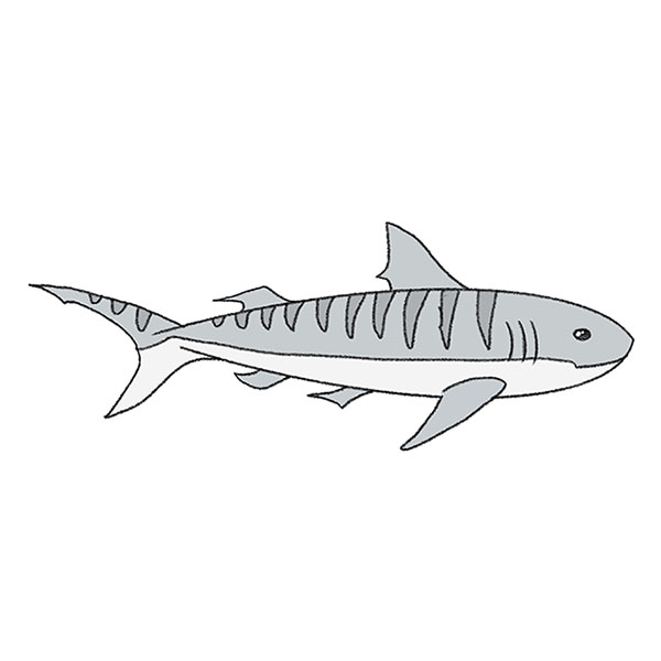 How to draw a tiger shark