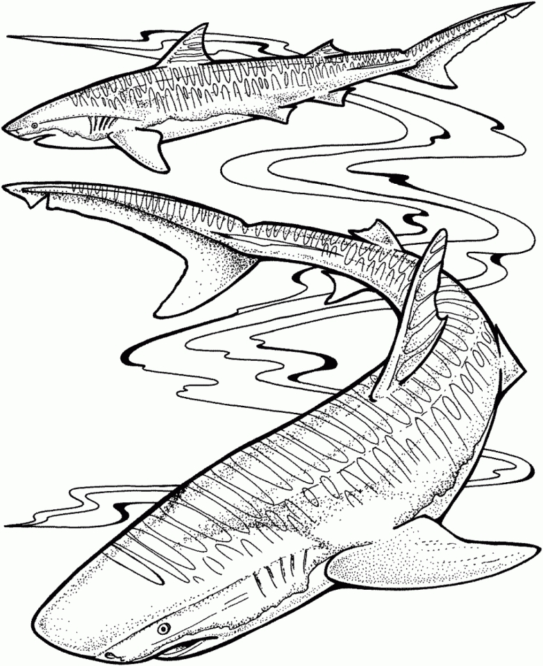 Get this tiger shark coloring pages