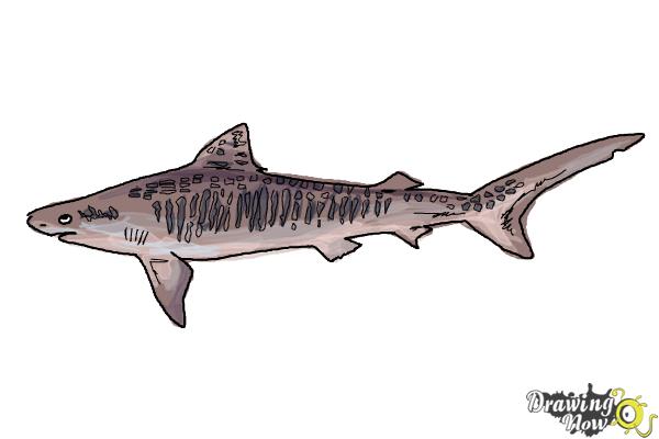 How to draw a tiger shark