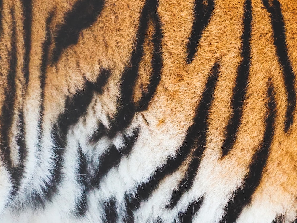 Download Free 100 + tiger skin Wallpapers