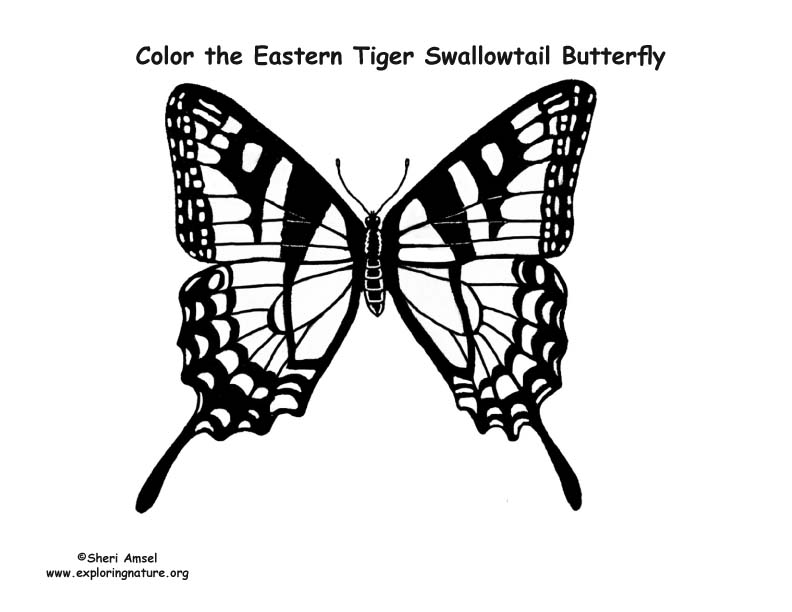 Butterfly eastern tiger swallowtail coloring page