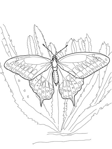 Black swallowtail coloring page free printable coloring pages